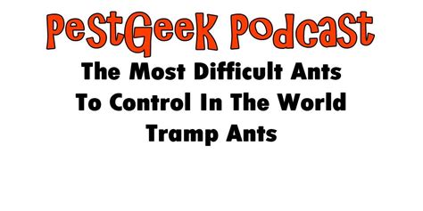 The Most Difficult Ants To Control In The World Tramp Ants Pest Geek