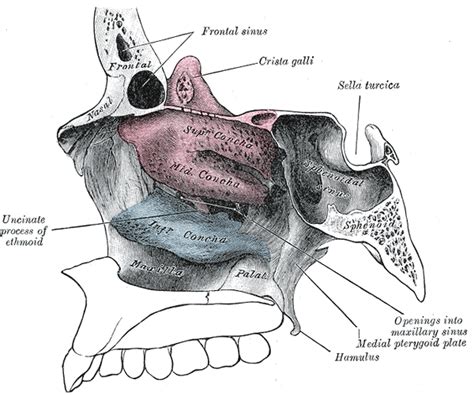 Ethmoid bone - wikidoc