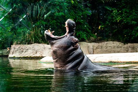 Meet The GIANT Hippo That's Breaking Records!