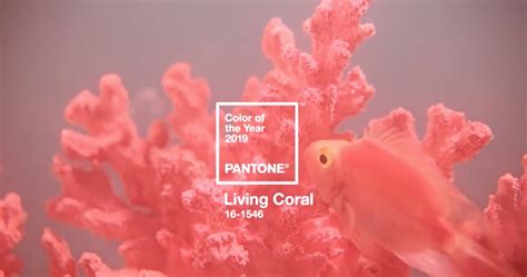 Living Coral El Color De Pantone Para 2019 — Creatyum Media