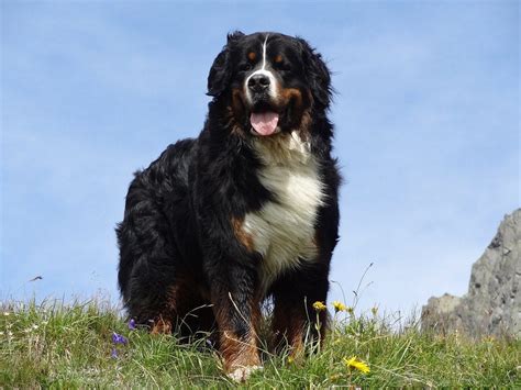 How Long Do Bernese Mountain Dogs Live Average Lifespan Data And Care