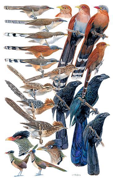 Birds Of Peru Painting Art By Larry Mcqueen