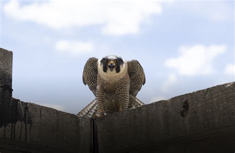 Peregrine Falcons Thrive In Michigan Thanks To Wildlife Management