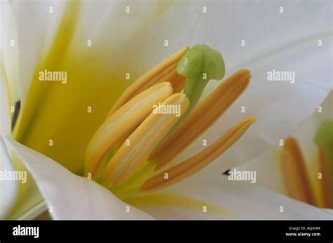 Lilium Regale Album Regal Lily Close Up Of Division 9 Trumpet
