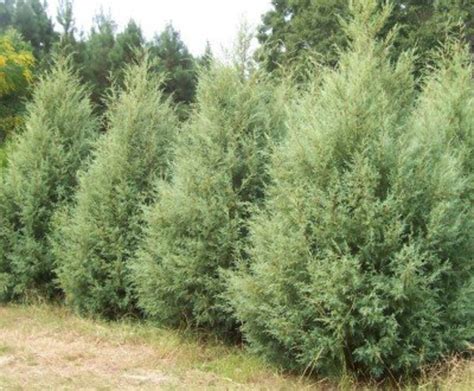 Fast Growing Evergreens For Quick Privacy Hubpages