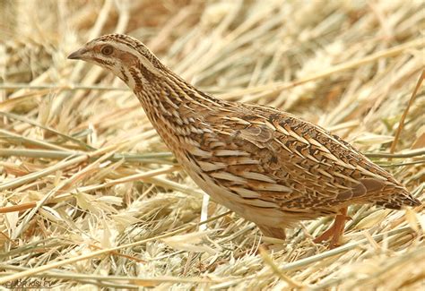 Birds Of Israel Partridge To Bustards Common Quail