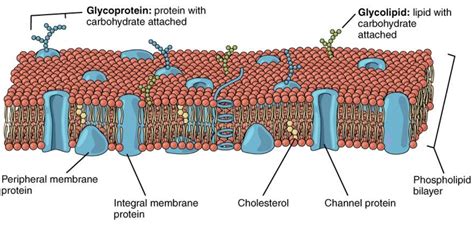 Describe The Fluid Mosaic Model Of Plasma Membrane