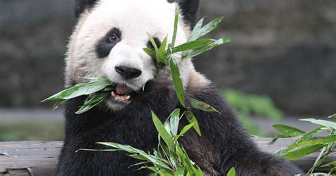 March Break Farewell To Giant Pandas