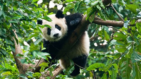 Pandas Use Their Heads As A Kind Of Extra Limb For Climbing