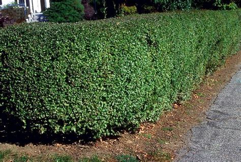 Amur Privet Fast Growing Privacy Hedge 12 Feet Tall Loves To Be
