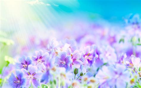 Beautiful Flower Background ·① Wallpapertag