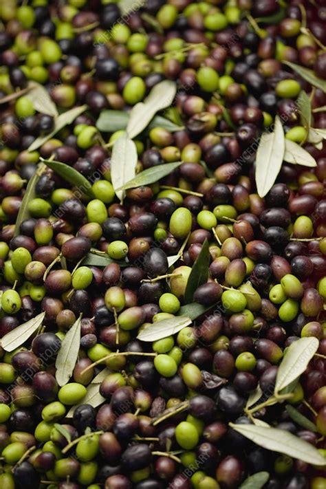 Fresh olives - Stock Image - F003/9459 - Science Photo Library