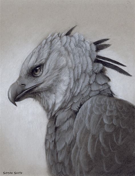 Harpy Eagle Charcoal Drawing Rdrawing