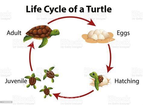 Diagram Showing Life Cycle Of Sea Turtle Stock Illustration Download