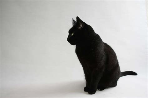 Download Sitting Black Cute Cat Pfp Wallpaper