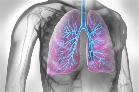Wie Die Lunge Zu Ihren Immunzellen Kommt