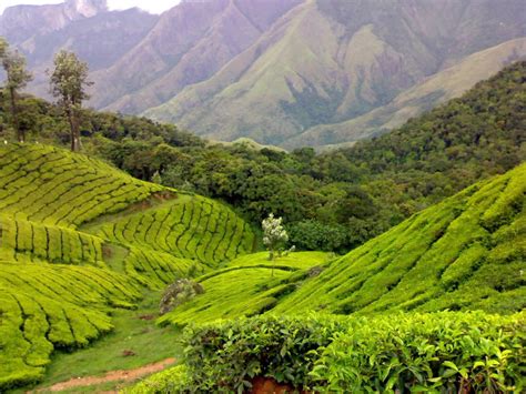 Tea Gardens At Munnar Kerala Tea Garden Munnar Beautiful Places