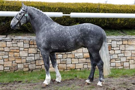 Stallion Selection Results 2020 Horse Sport Ireland