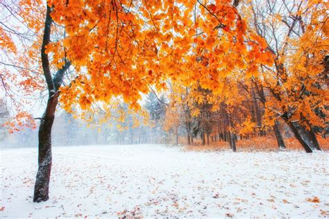 October Mountain Beech Forest With First Winter Snow Stock Image