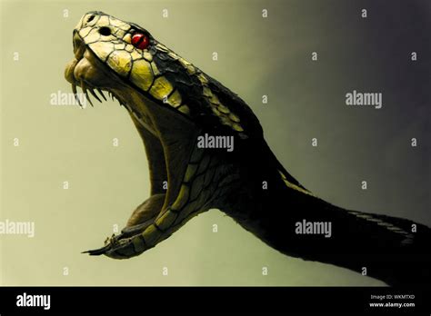 Snake Mouth Open High Resolution Stock Photography And Images Alamy