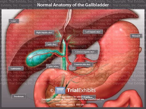 Anatomy Of The Gallbladder And Bile Ducts Sexiz Pix