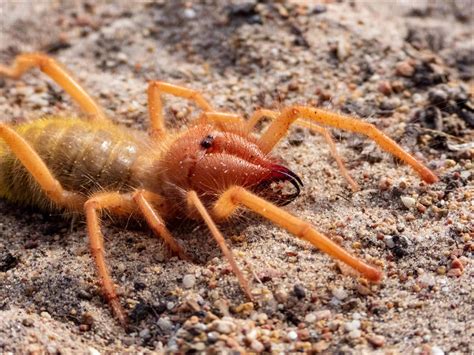 Picture 1 Of 6 Camel Spider Pictures And Images Animals A Z Animals