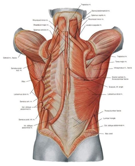 Deep (intrinsic) muscles of back; Muscle Diagram Back
