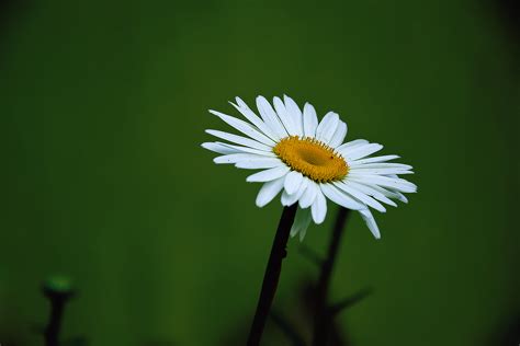 Yellow And White Daisy Flower Hd Wallpaper Wallpaper Flare