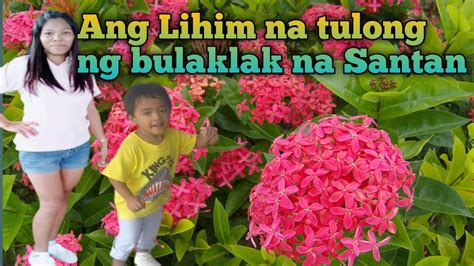 Ang Alamat Ng Santan Kwentong Pambata Salve Malaya Youtube