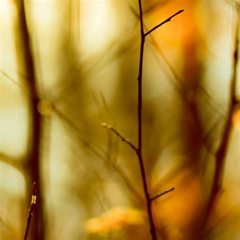 Leafless Twigs Ipad Wallpapers Free Download