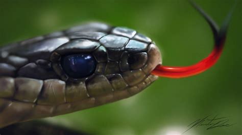 Black Snake Hd Wallpapers Top Free Black Snake Hd Backgrounds