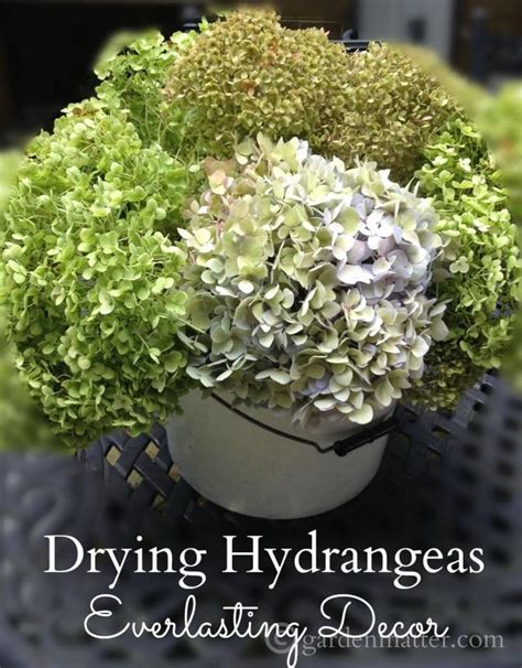 Drying Hydrangeas Learn The Secret To Creating Everlasting Decor