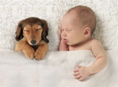 15 fotos de bebês com cachorro dormindo
