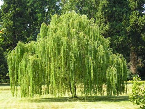 Dwarf Weeping Willow Feature