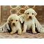 Cute Puppy Wallpapers A10  HD Desktop 4k