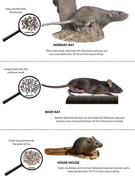 The Difference Between Mice And Rats Animalkind