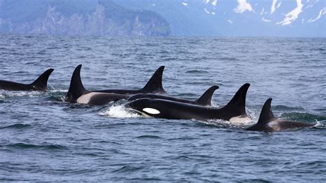 Orca Hunting Seals