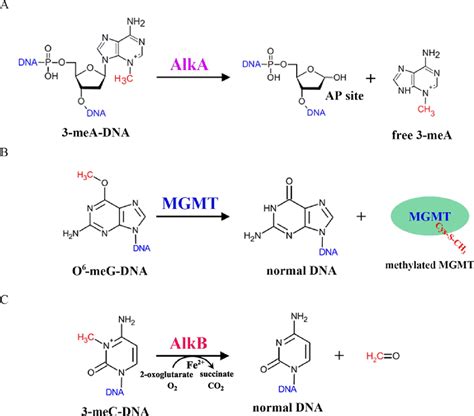 Chemical Reactions Catalyzed By Alka Mgmt And Alkb For The Repair Of Download Scientific