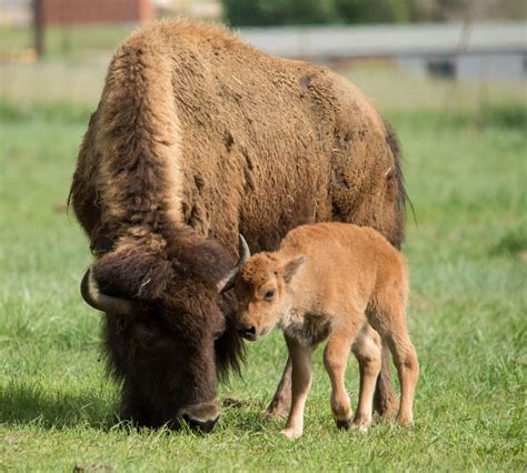 Its A Boy Bison Delivers Healthy Bull Calf