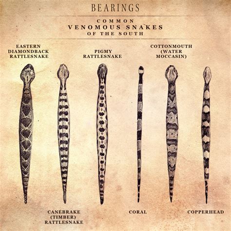 Would this species of snake attempt to bite you and could it be dangerous if they did? Identifying Poisonous Snakes - Bearings