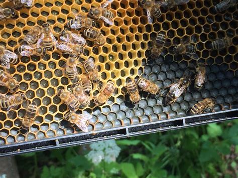 The Msvu Honeybee Hive