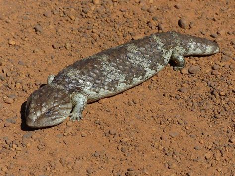 Australia Blue Tongue Skink Travel2unlimited