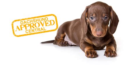 Welcome to red oak dachshunds, small breeders specializing in health tested purebred. Dachshund Central - Certified Breeder AKC & CKC, Best ...