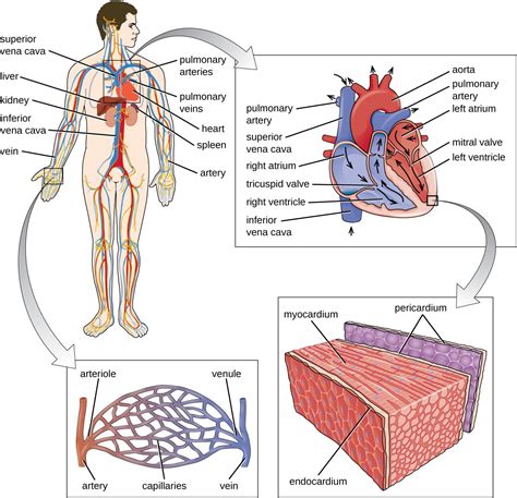 Anatomy Of The Circulatory And Lymphatic Systems Allied Health