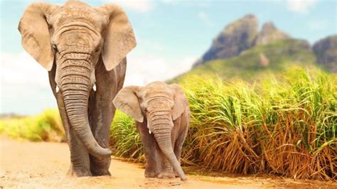 La Función De La Trompa De Los Elefantes Que Quizás No Conocías Bbc