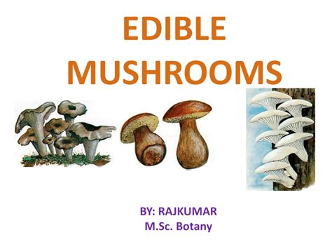 Wild Mushrooms How To Tell The Difference Between Edible And Poisonous