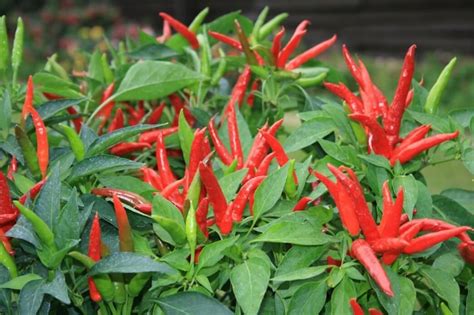 Ornamental Peppers Guide The Bold And The Colorful