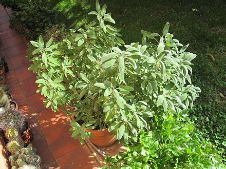 Salvia officinalis - Wikipedia