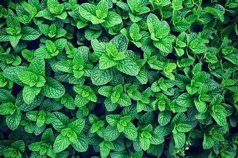 How To Grow Mint In The Garden Without It Taking Over Gardeners Path