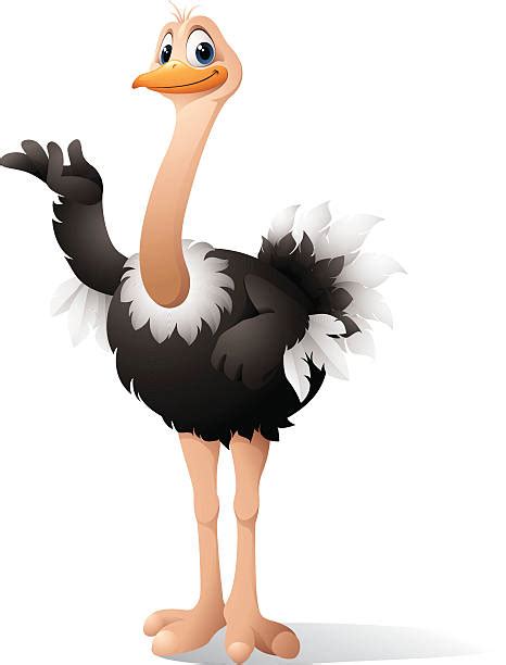 2500 Cartoon Of A The Ostrich Stock Photos Pictures And Royalty Free